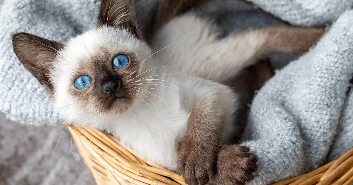 White Siamese cats with striking blue eyes