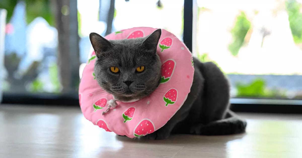 Grey cat wearing soft recovery cone