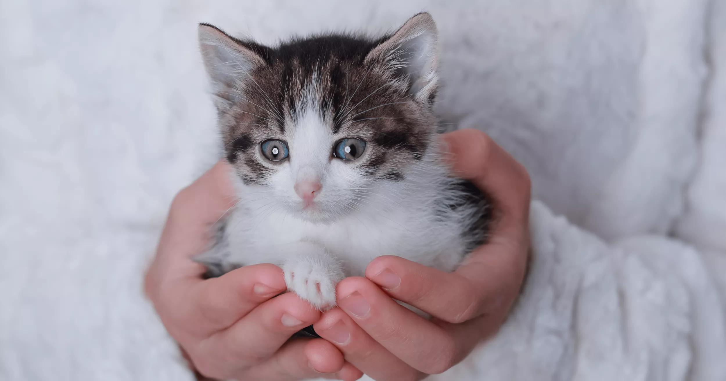 cute kitten in owners hand