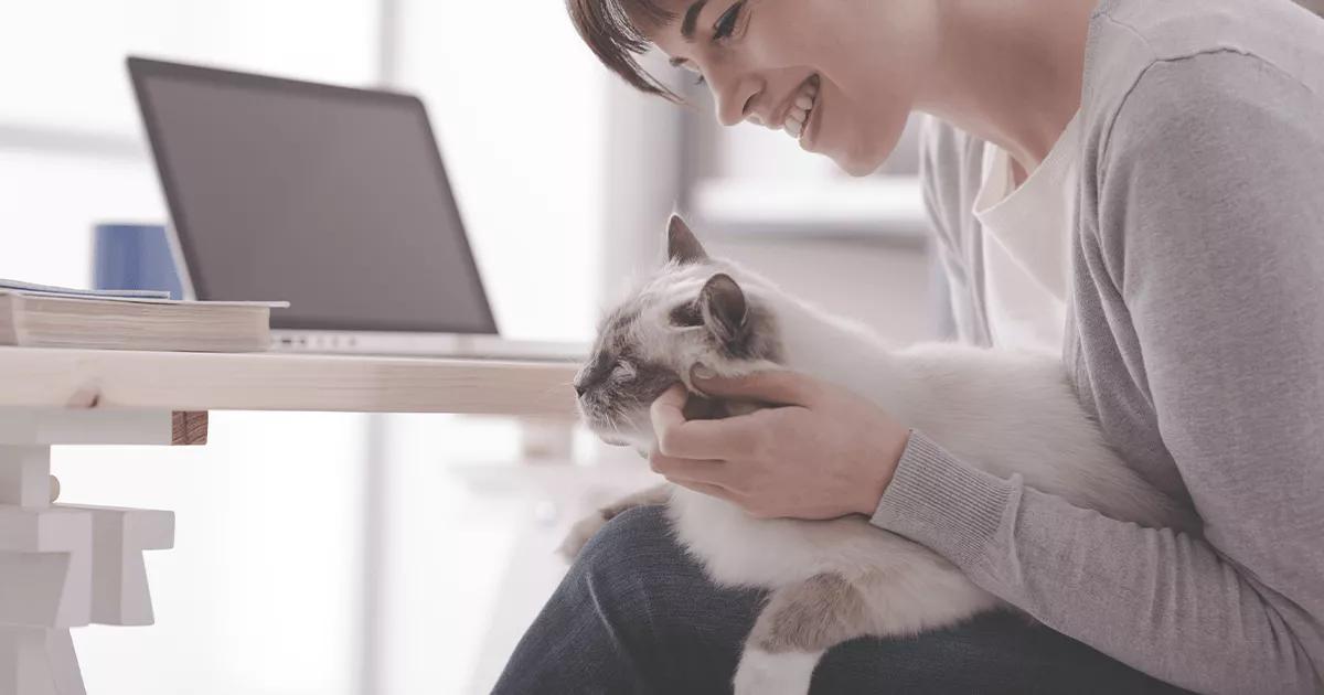 Cat sitting comfortably on a person's leg, looking relaxed and content.