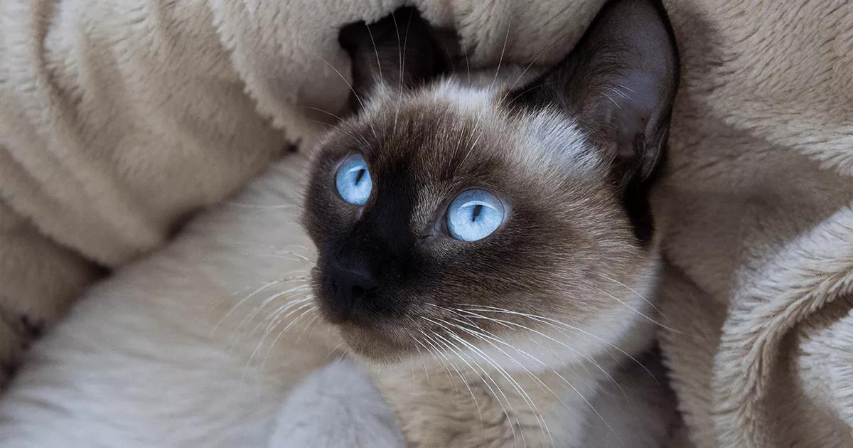 Siamese cat gazing upwards with mesmerizing blue eyes, displaying intelligence and curiosity.