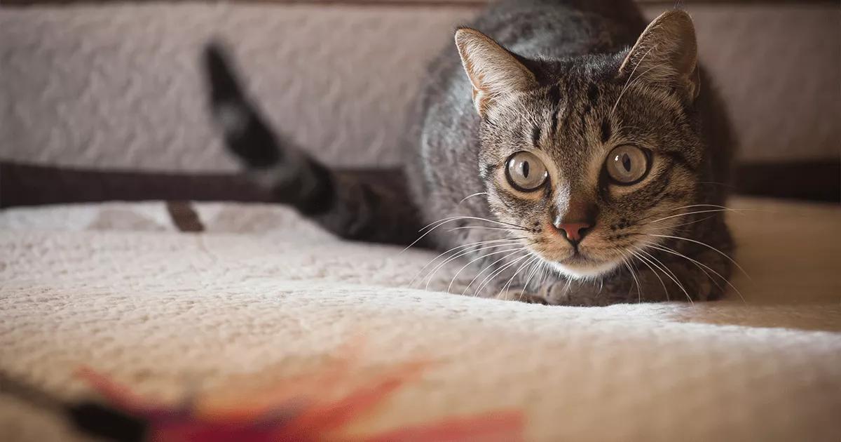 A cat with wide eyes and raised eyebrows