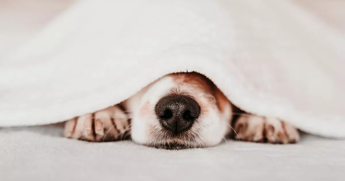 Dog hiding under a blanket