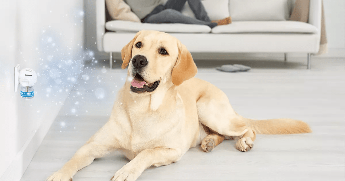 Adaptil Calm diffuser keeping golden retriever calm and relaxed during fireworks
