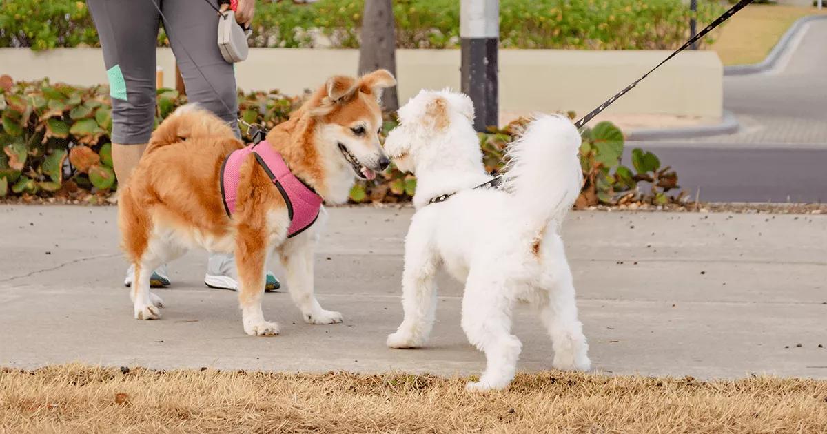 Two dogs meeting outside.