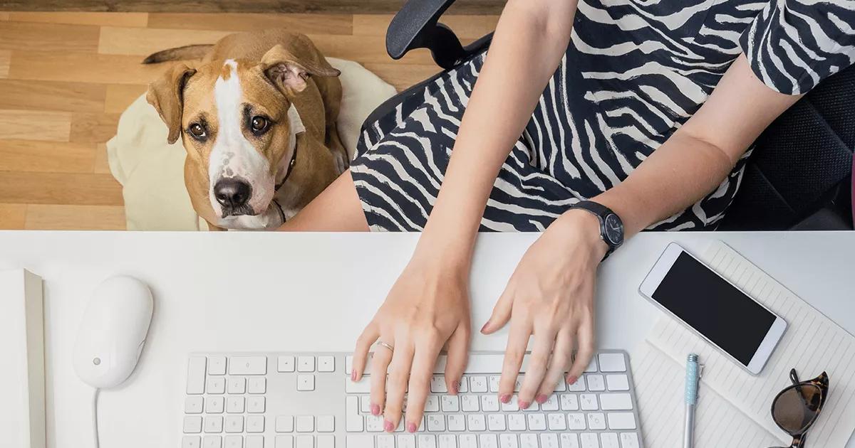 Dog sat on office floor.