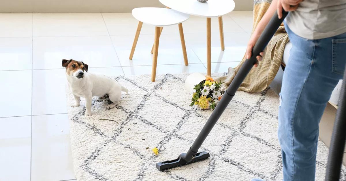 dog on rug watching the hoover.