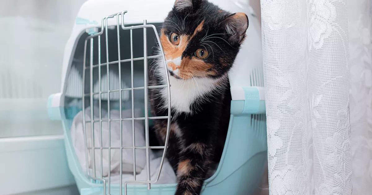 Cat pocking head through carrier door.