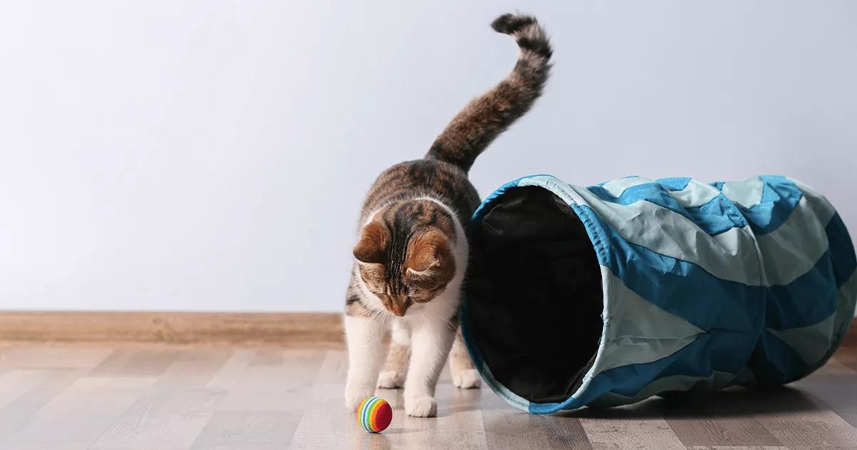Cat chasing a ball through a play tunnel