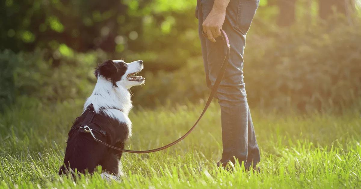 training dog outside