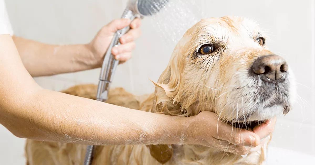 Golden Retriever being bathed.