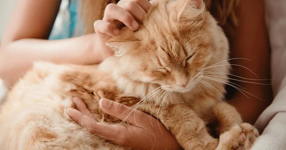 Ginger Cat in owners lap