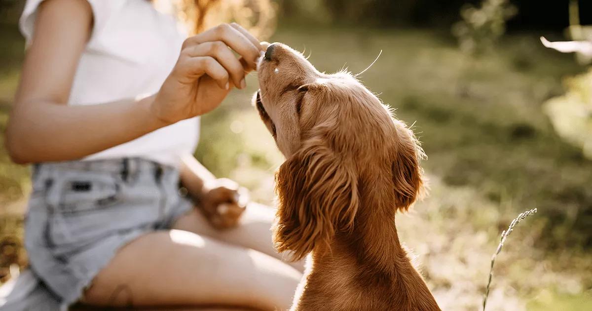 Woman training her puppy.