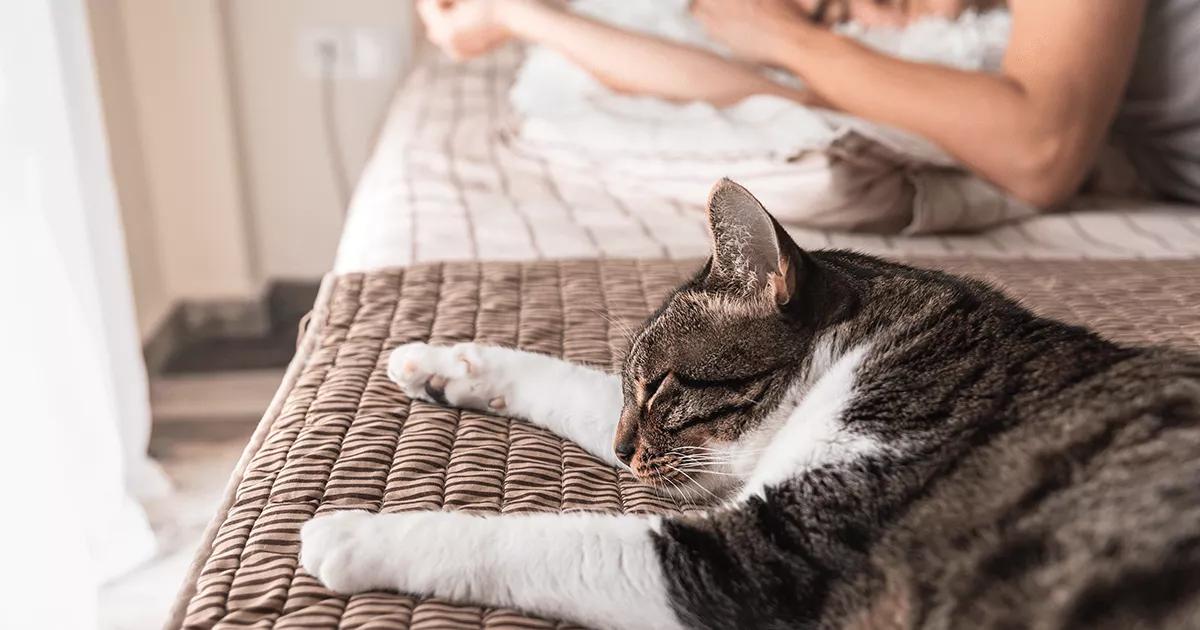 Cat sleeping on a bed with a human.