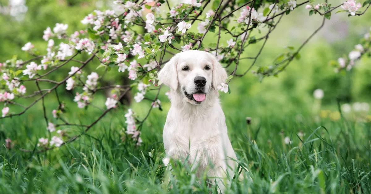 small dog sitting in grass under a tree branch with blossom