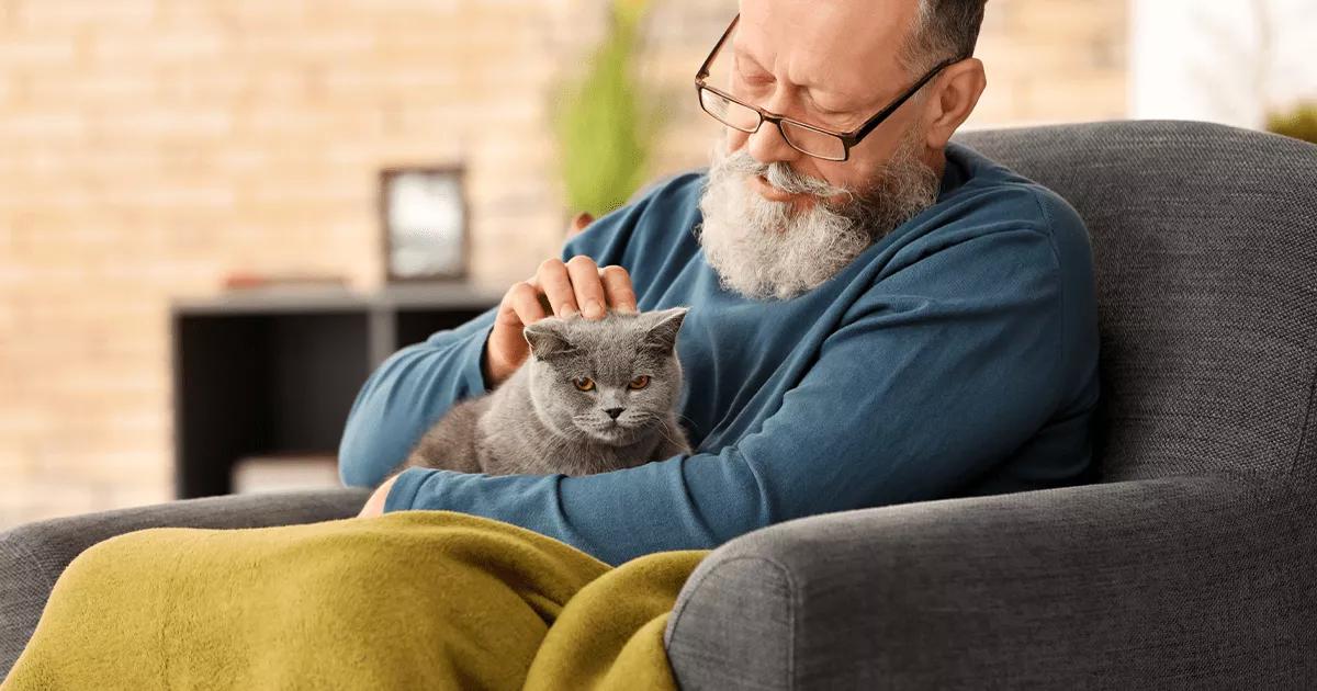 A gray cat comfortably nestled in the lap of a man, enjoying the warmth and closeness of their bond.