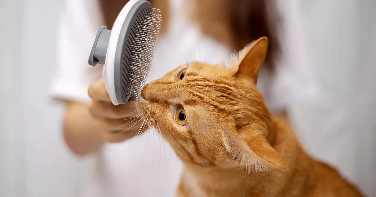 Ginger cat sniffing their grooming brush.