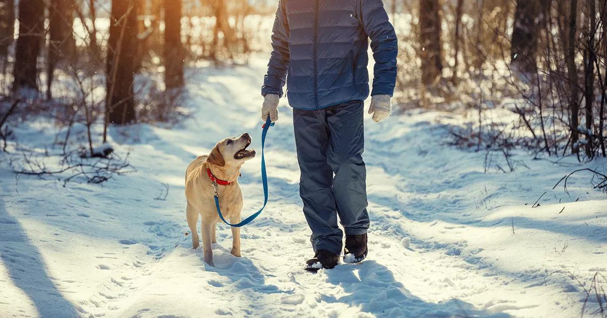 Dog and its owner walking through the snow