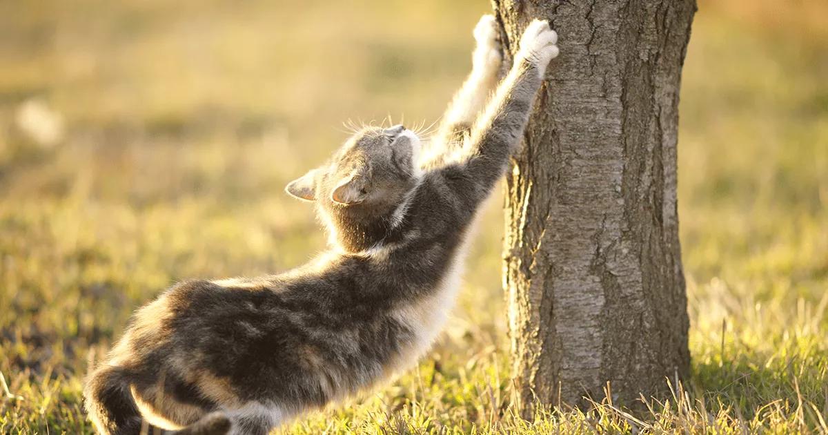 cat scratching a tree