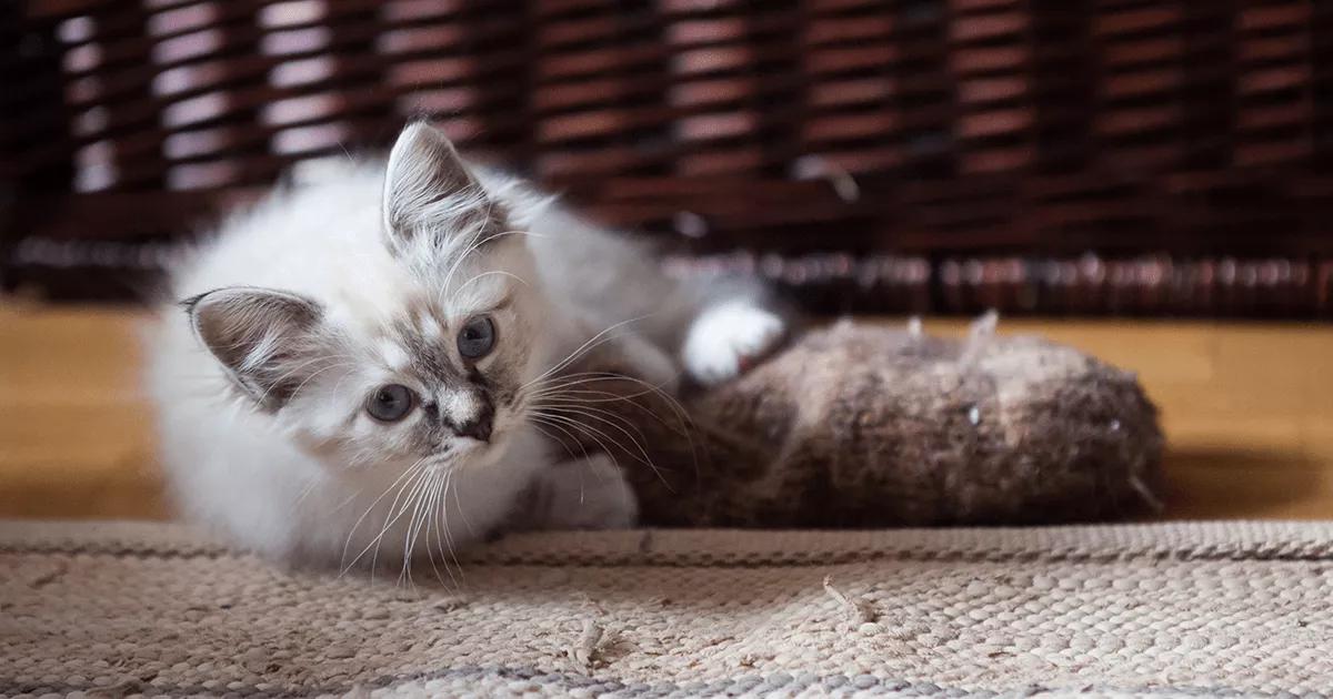 A white Birman cat, with striking blue eyes and soft fur