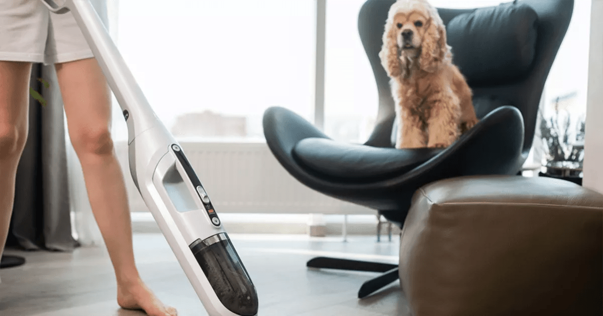 dog on chair watching the hoover.