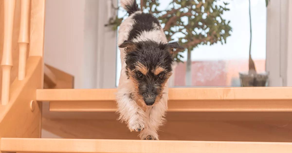 Small dog running down an open-design staircase.
