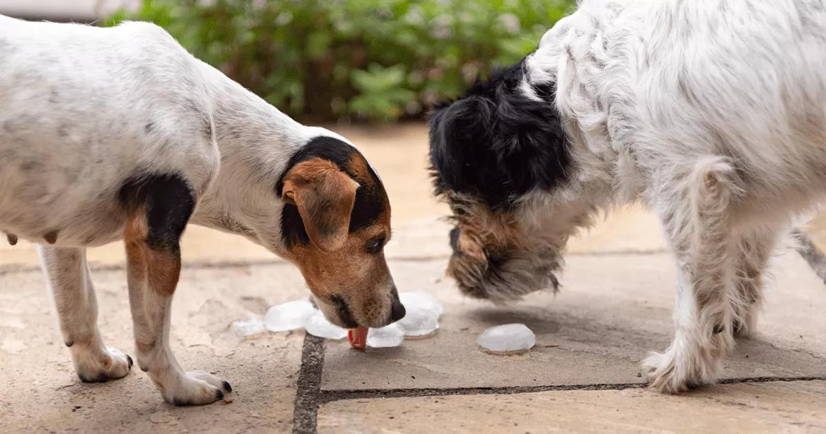 pair of small dogs enjoying frozen ice cubes