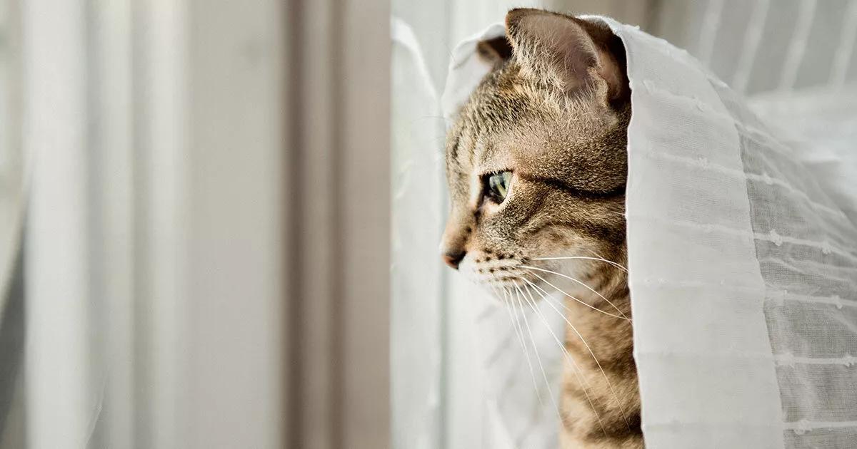 Cat looking out a window underneath curtains.