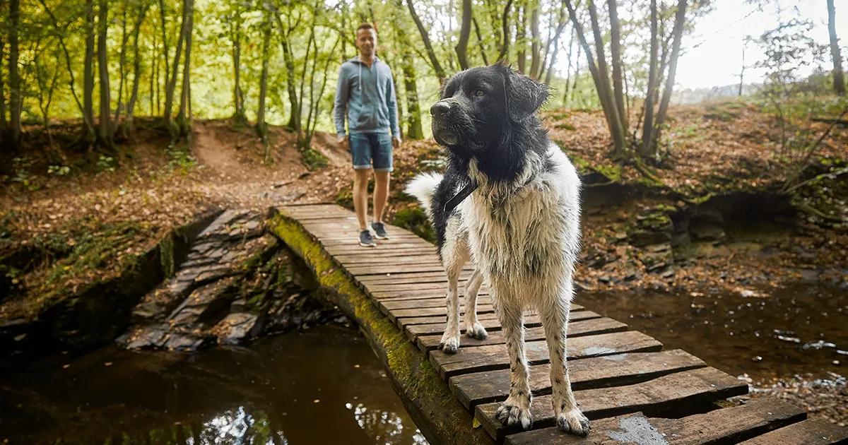 A dog exploring the outdoors with its owner.