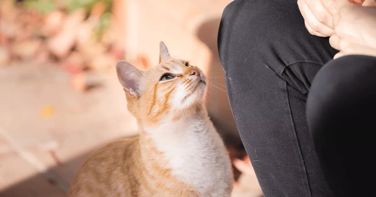 Ginger cat looking at owner.