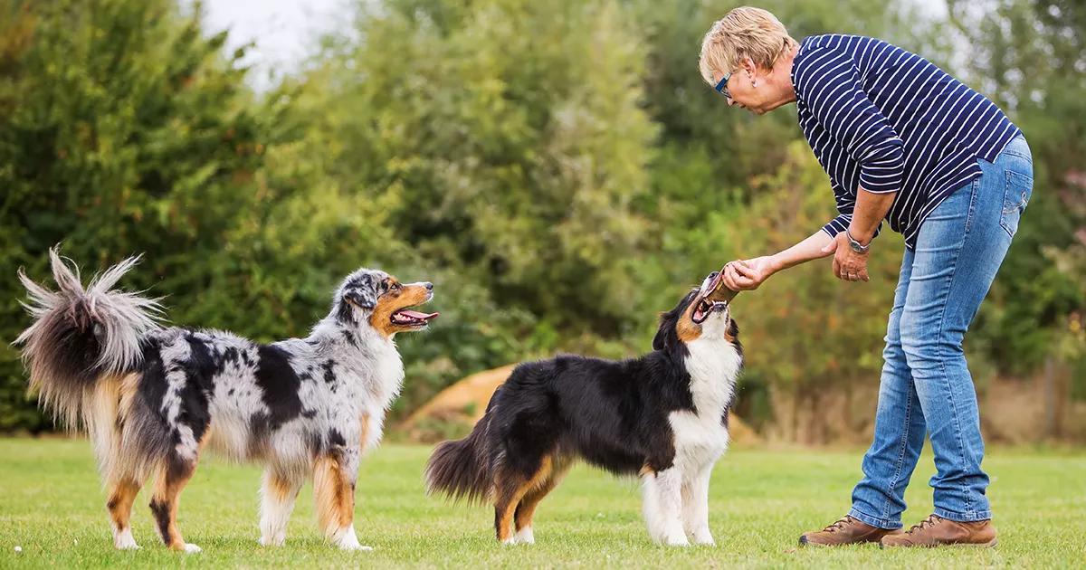Owner training two teenage dogs in an outdoor park.