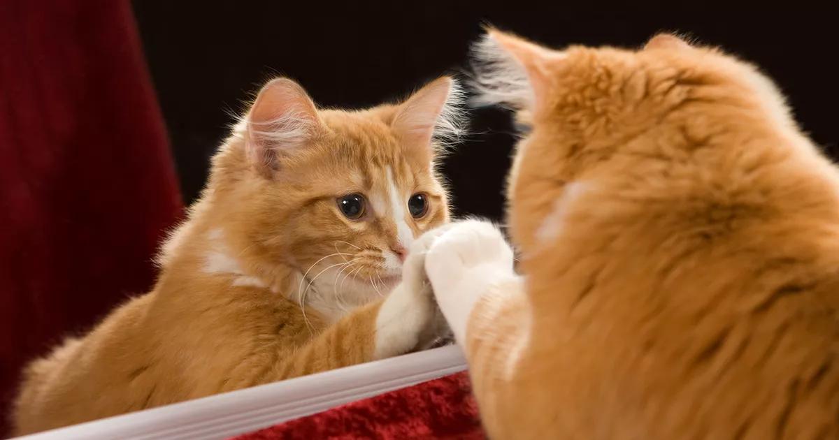 Does your cat recognise itself in the mirror?