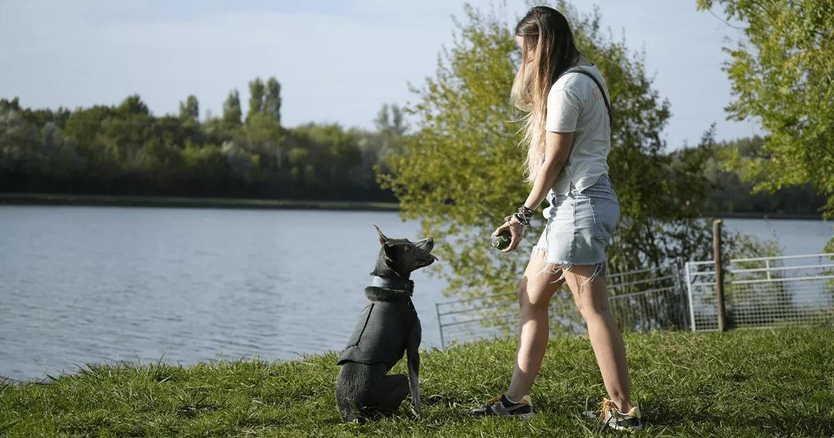 Black puppy wearing a ThunderShirt being trained to sit.