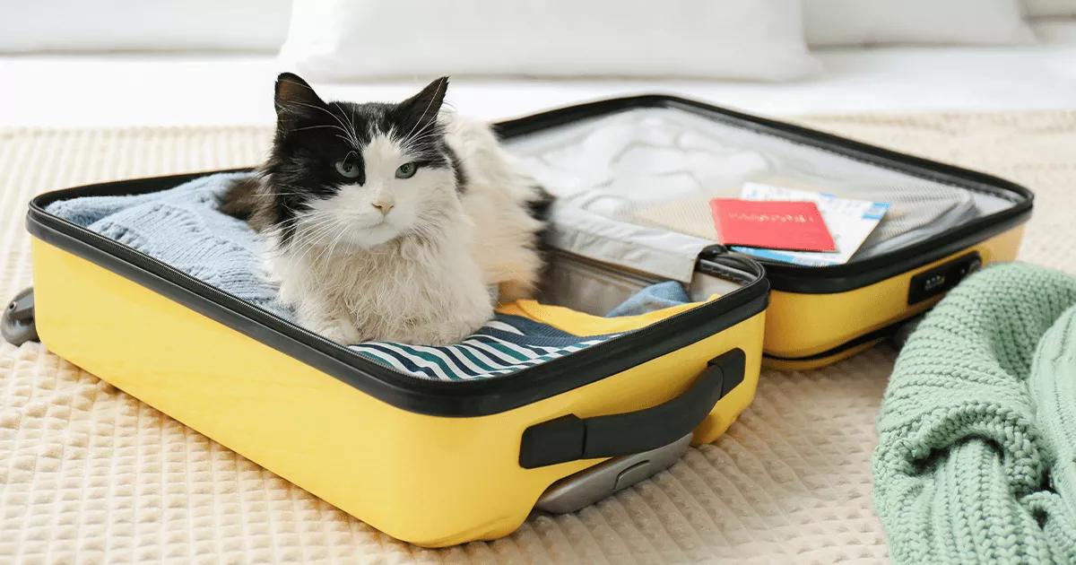 black and white cat sat in suitcase