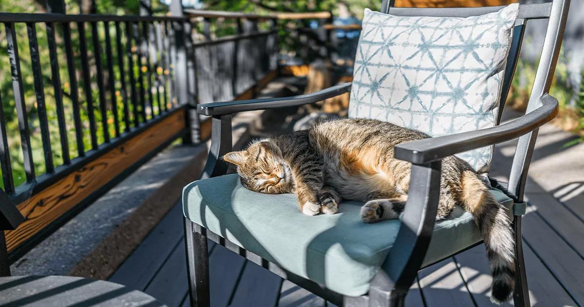 A cat peacefully napping on a chair