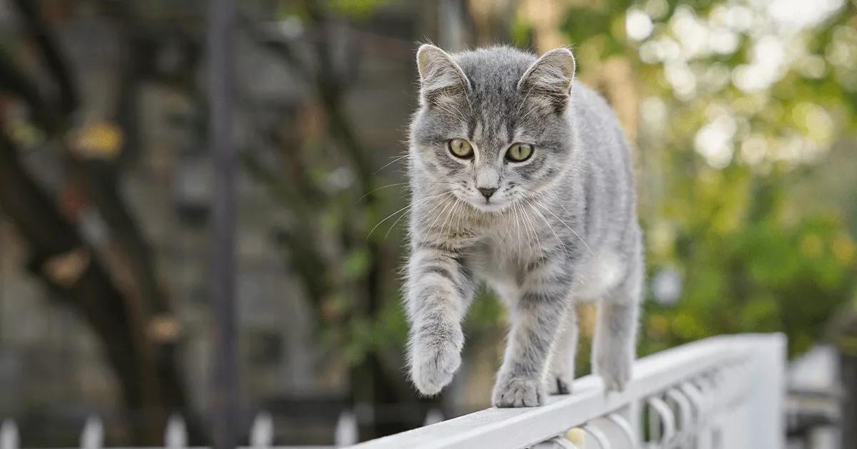 Silver cat walking along fence