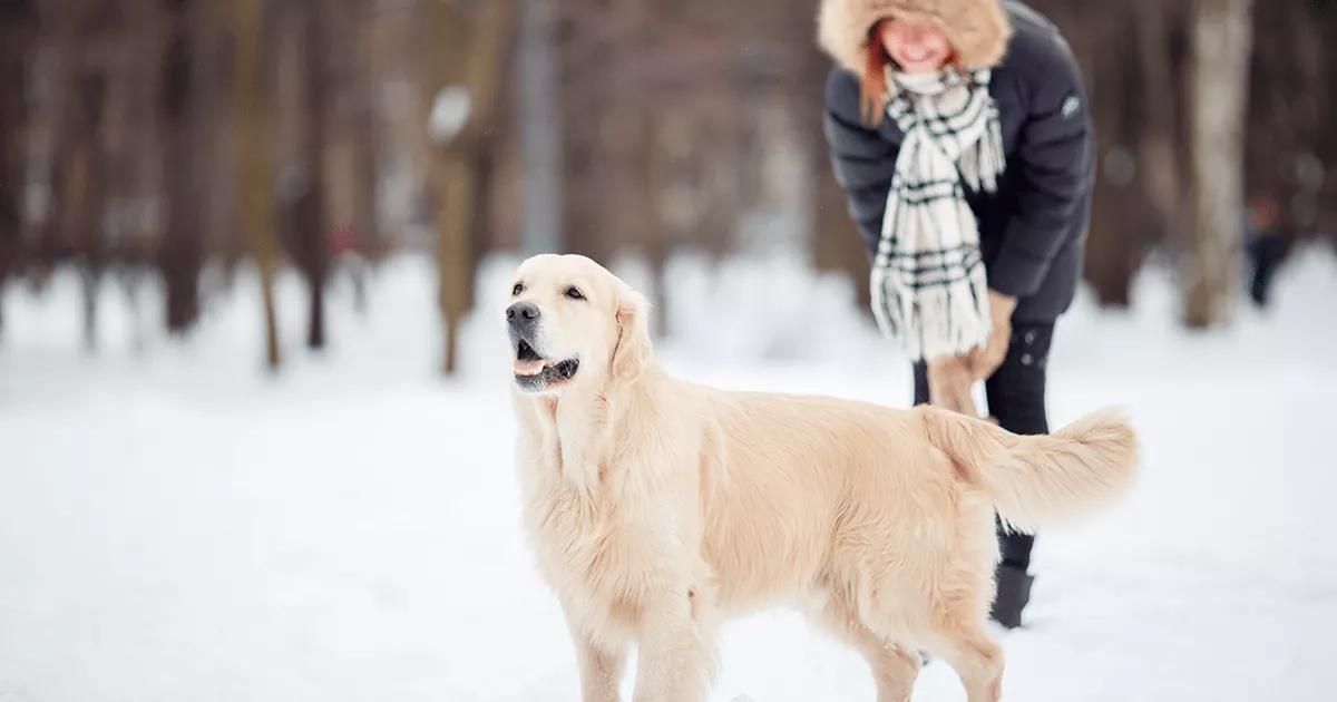 Labrador in a snowy park.