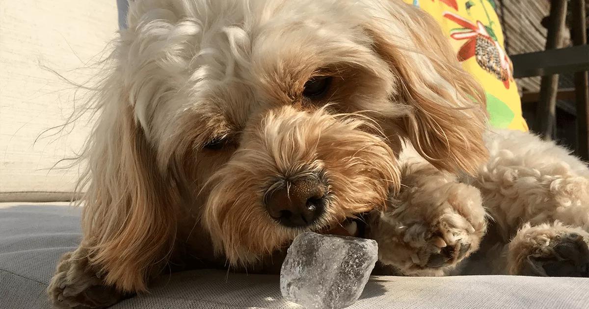 beige dog eating an ice cube in the sunshine
