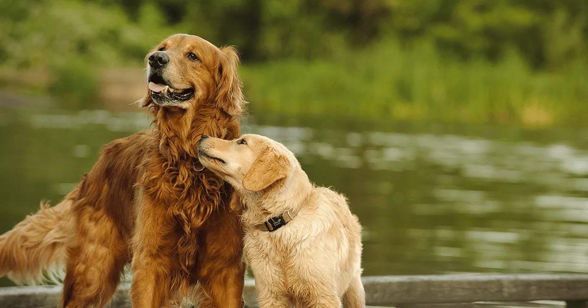 Senior dog and young puppy playing together near a lake.