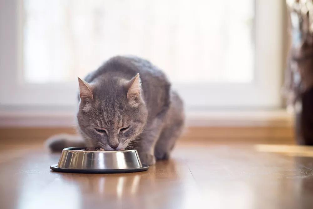 cat eating from bowl