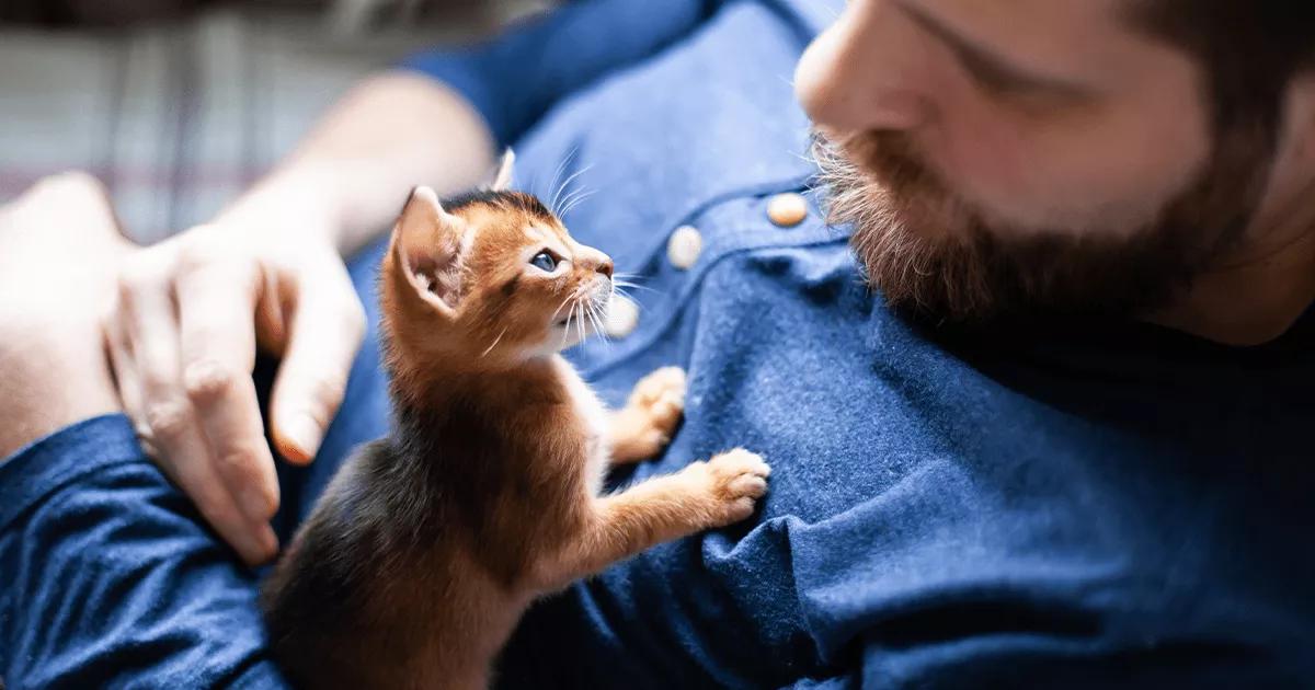 cute kitten on mans chest
