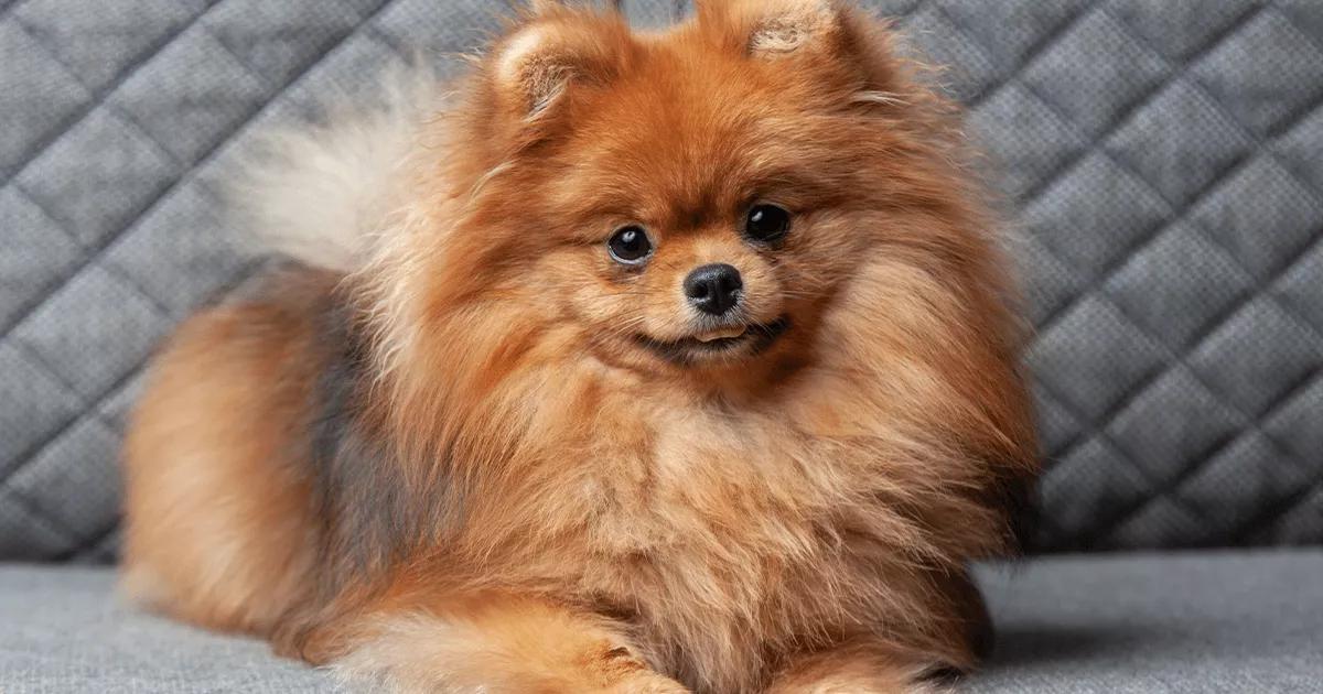 can a pomeranian stay alone