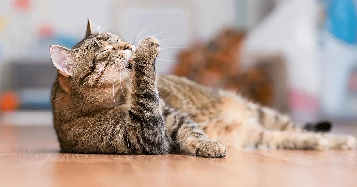 Grey cat grooming.