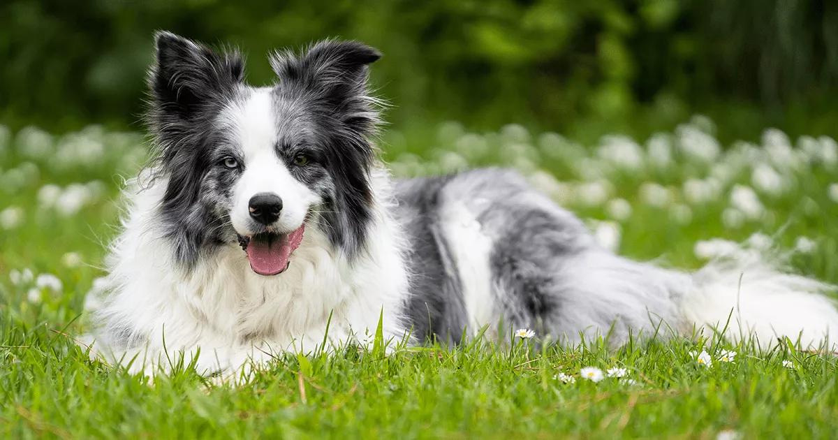 Border Collie with different colour eyes.
