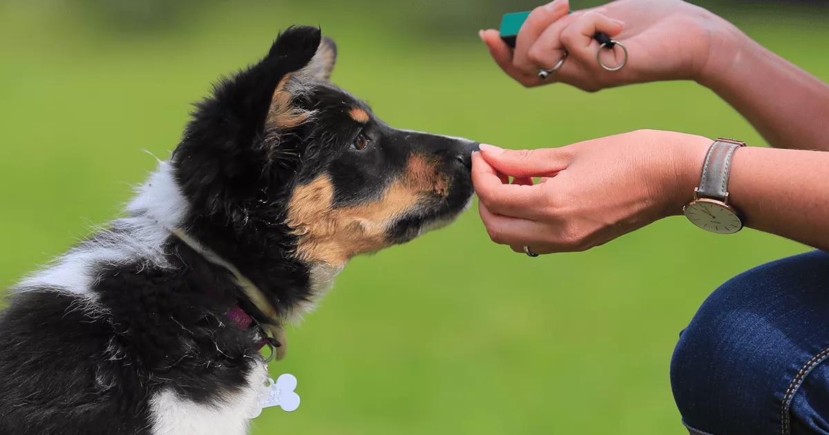 Human training a puppy.