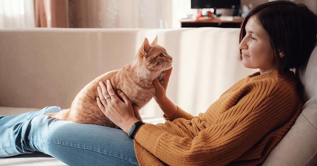 Ginger cat sitting on a human’s lap.