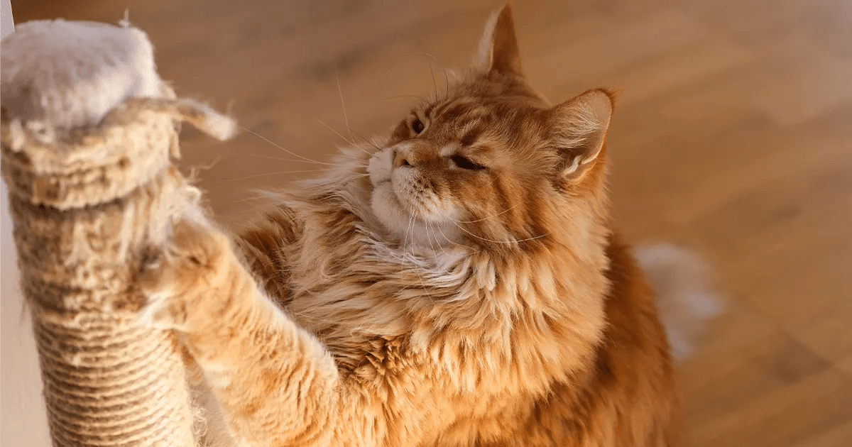 ginger cat using a scratching post