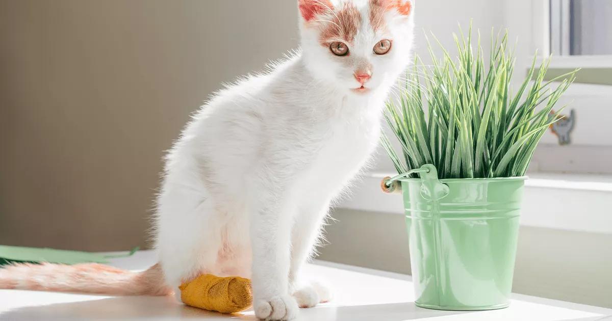 white cat sat near grass inside