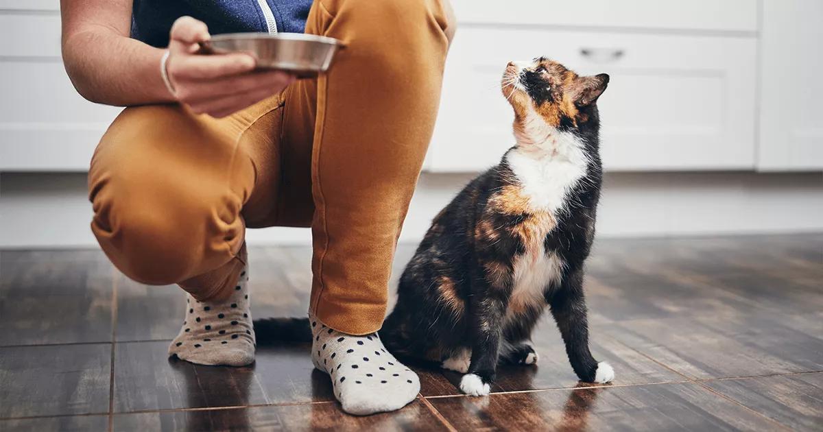 Man holding a food bowl for a cat.