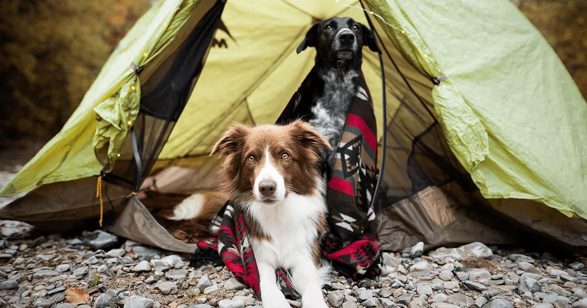 Two dogs sitting inside a camping tent with a blanket.